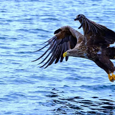 Mortsund Lofoten Leknes